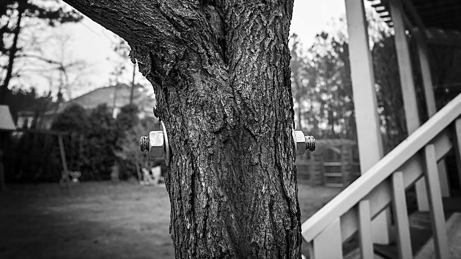 Cabling & Bracing - Options for Making Your Tree Safer