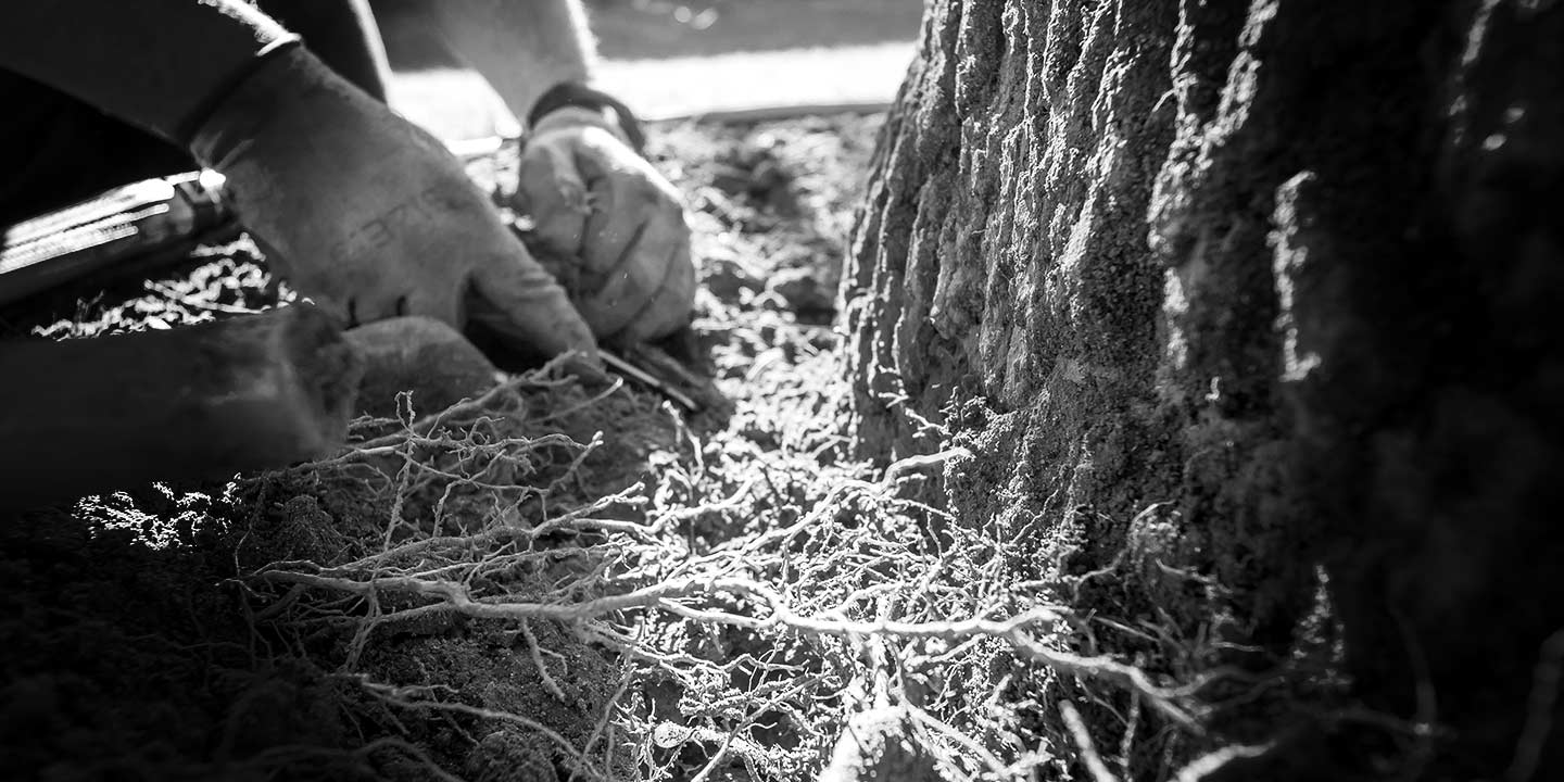 Root Collar Excavation is Critical to Your Tree's Survival!
