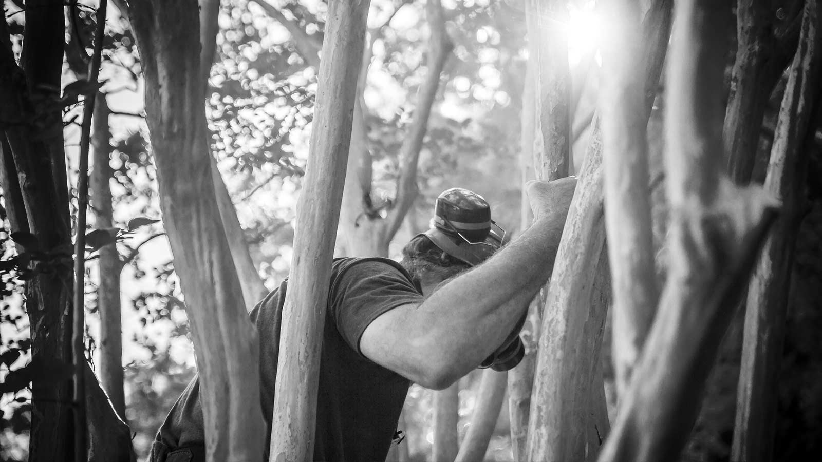 Crape Myrtles: A Tale of Love, Murder, and Proper Pruning