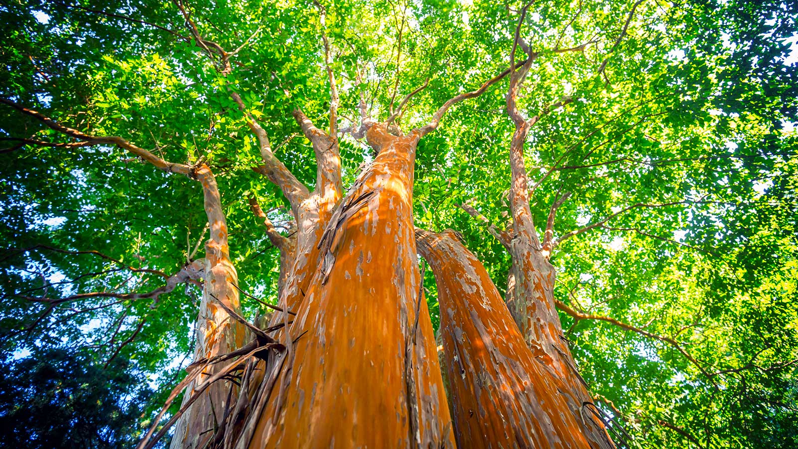 Tree Care for Crape Myrtles