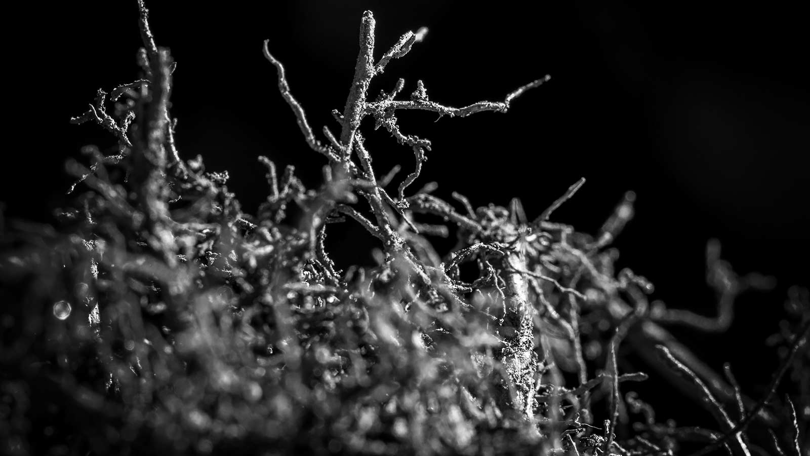 Deep Root Fertilization: Myths & The Truth