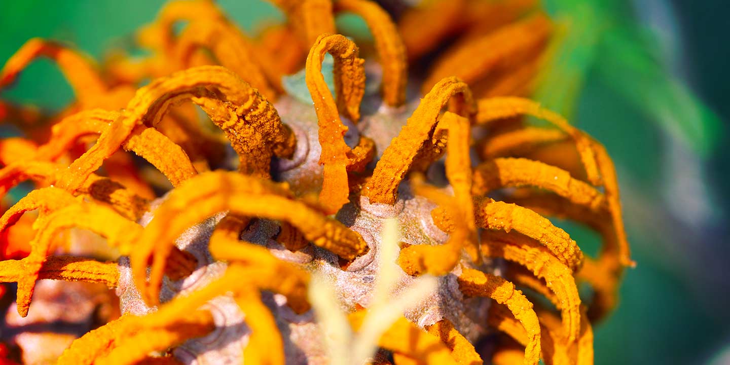 Help! My Tree Has a Disease!