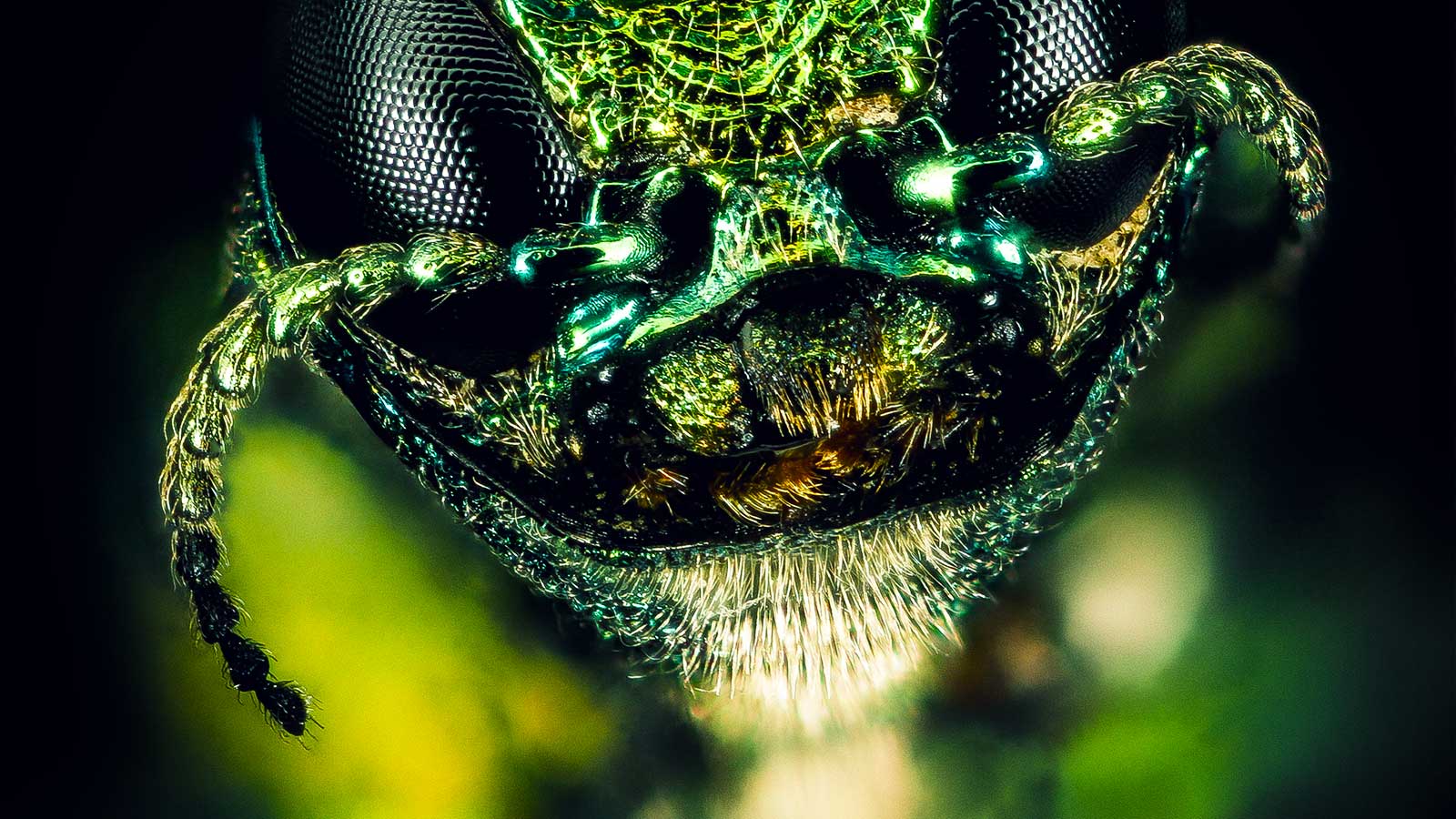 Emerald Ash Borers are Killing Trees. A Simple Treatment Can Stop Them.