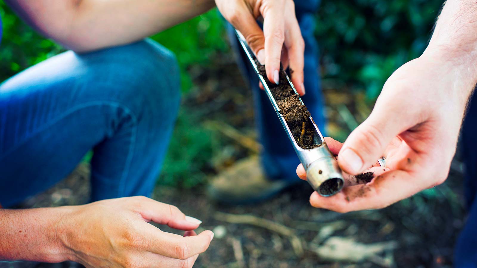 Happy Trees Grow From Healthy Soil