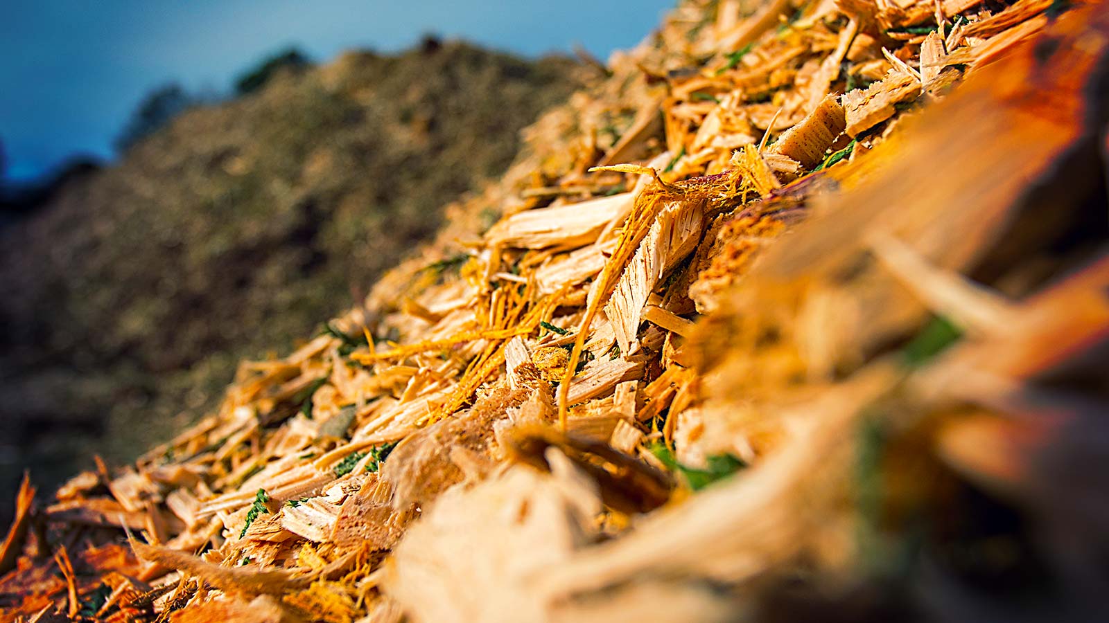 Mulching: A Cheap, Easy Way to Increase the Health of Your Trees!