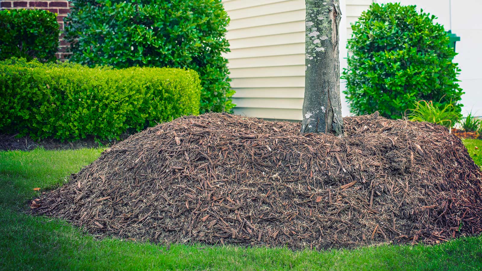 Mulch Volcanoes: the Mt. St. Helens of Tree Problems