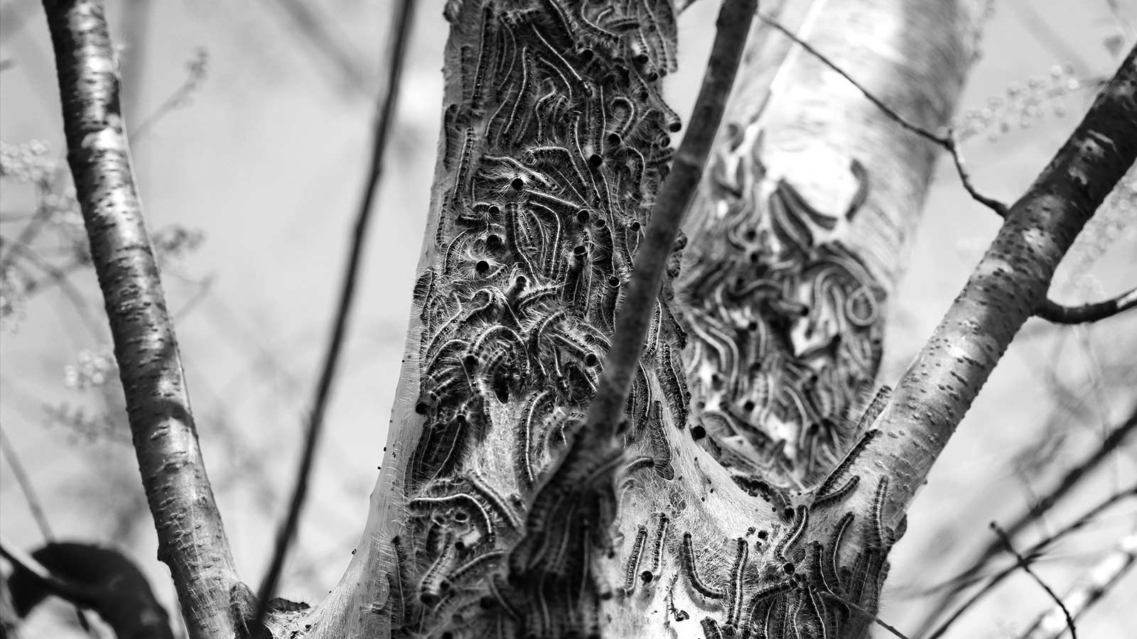 Help! Insects are Attacking my Trees & Shrubs!