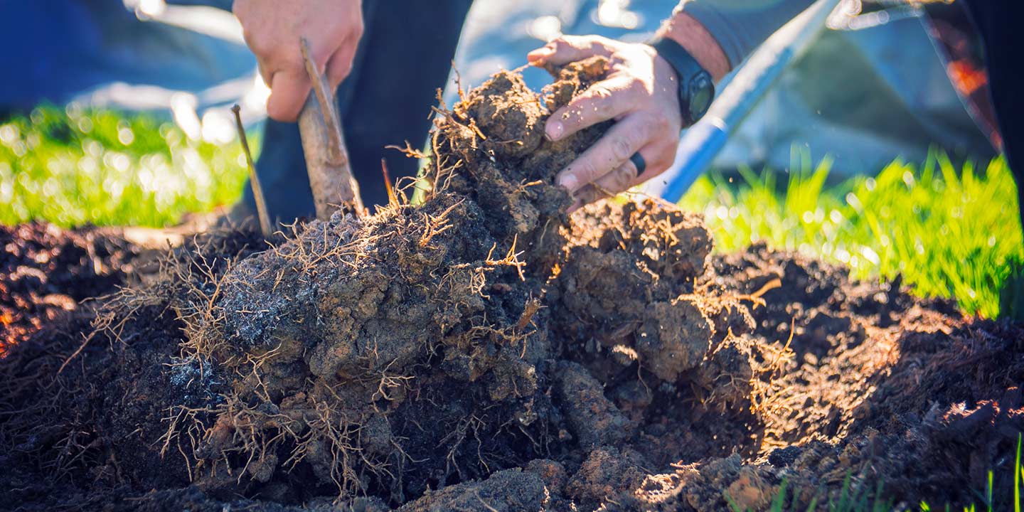 Happy Trees Begin With Proper Planting
