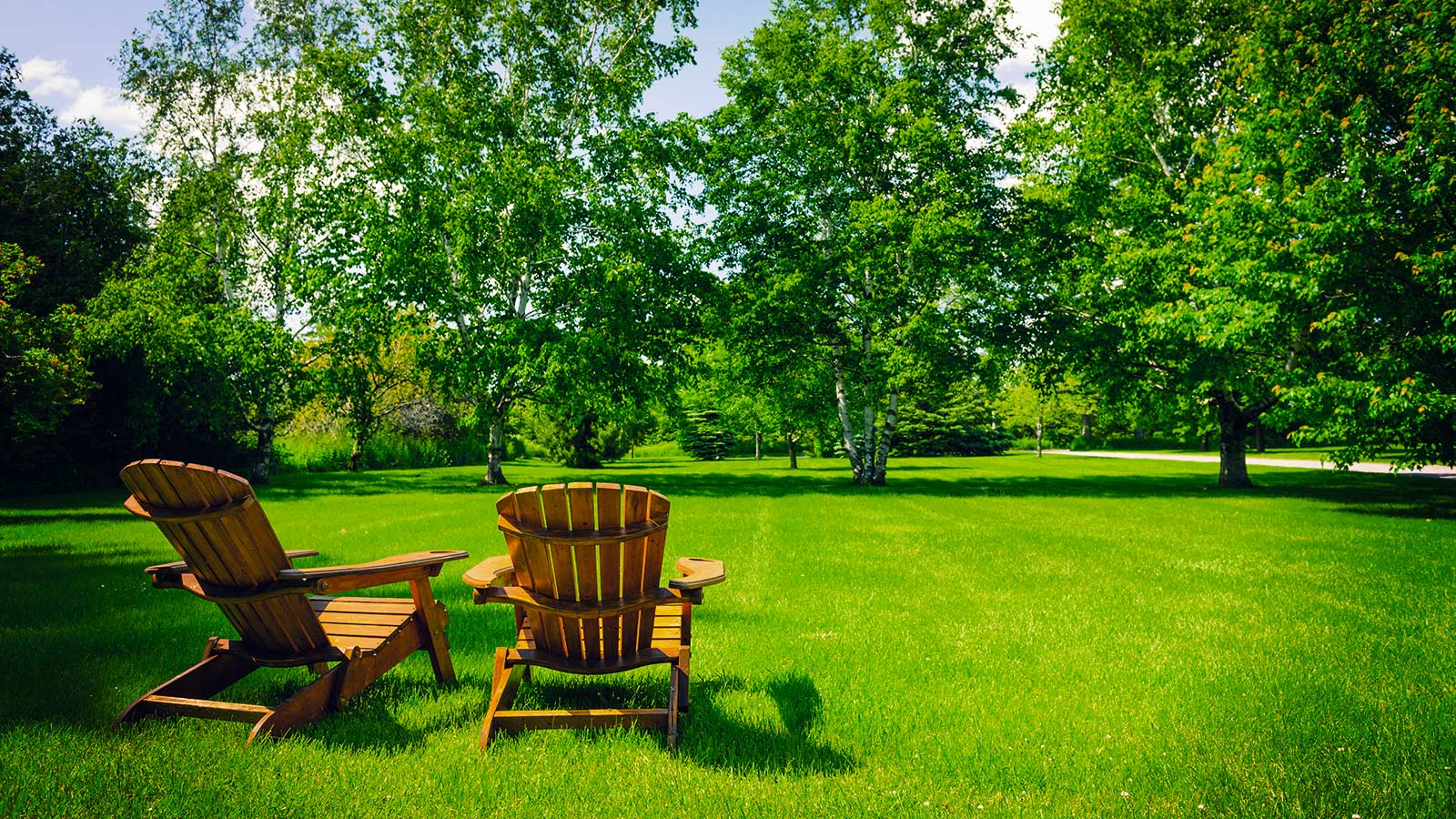 Tree Care: Save Money and Increase Your Property Value