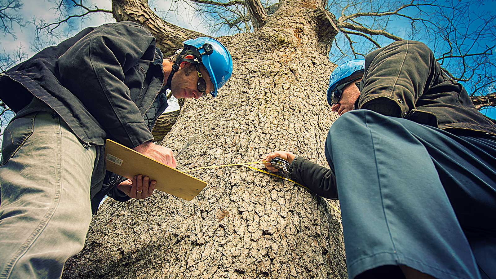 Tree Risk Assessment: The Key to Safer Trees & Peace of Mind!