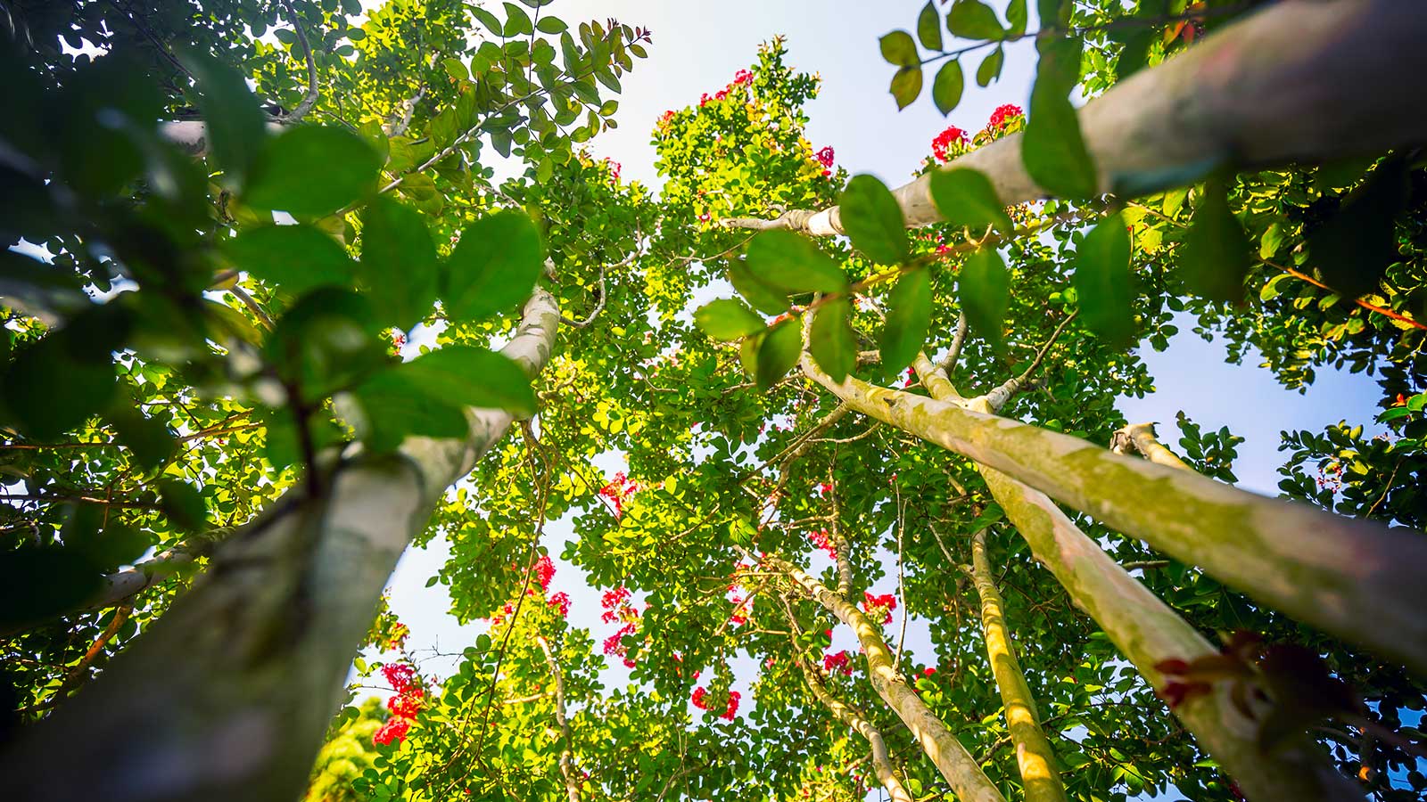 Crepe Myrtle Pruning Class and Demonstration