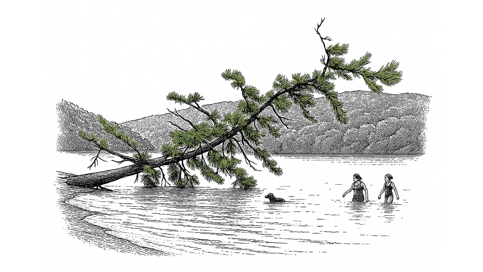 Tree & Me: Living in the Vast Embrace of My Trees