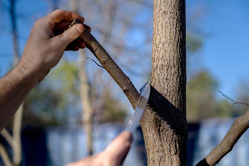 How to Properly Prune Using the 3-Cut Method and The Reduction Cut