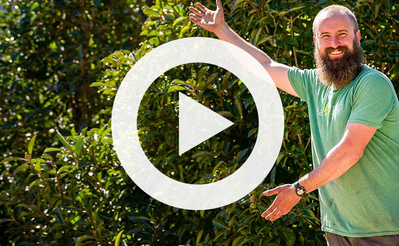 Video | Introducing Archie the Arborist: 5 Amazing Tree Facts