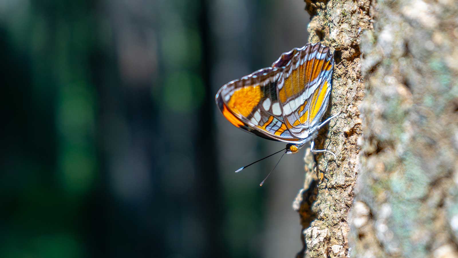Best Native Trees for Butterflies