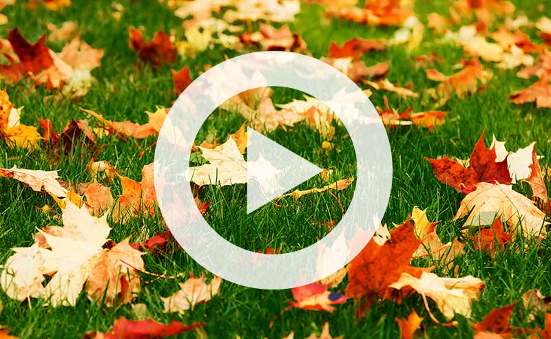 Video | Drop That Rake: Save Time and Money by Leaving Your Leaves