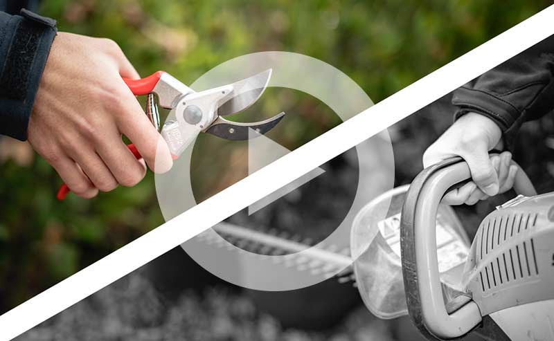 Video | How Hand Pruning Your Shrubs is Faster, Cheaper, and Healthier than using a Hedge Trimmer!