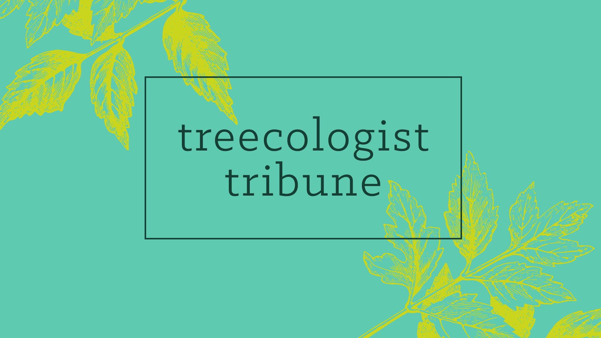 November 2024 Treecologist Tribune