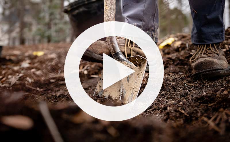 Video | How to Plant a Tree: 5 Questions to Ask Before You Pick Up a Shovel