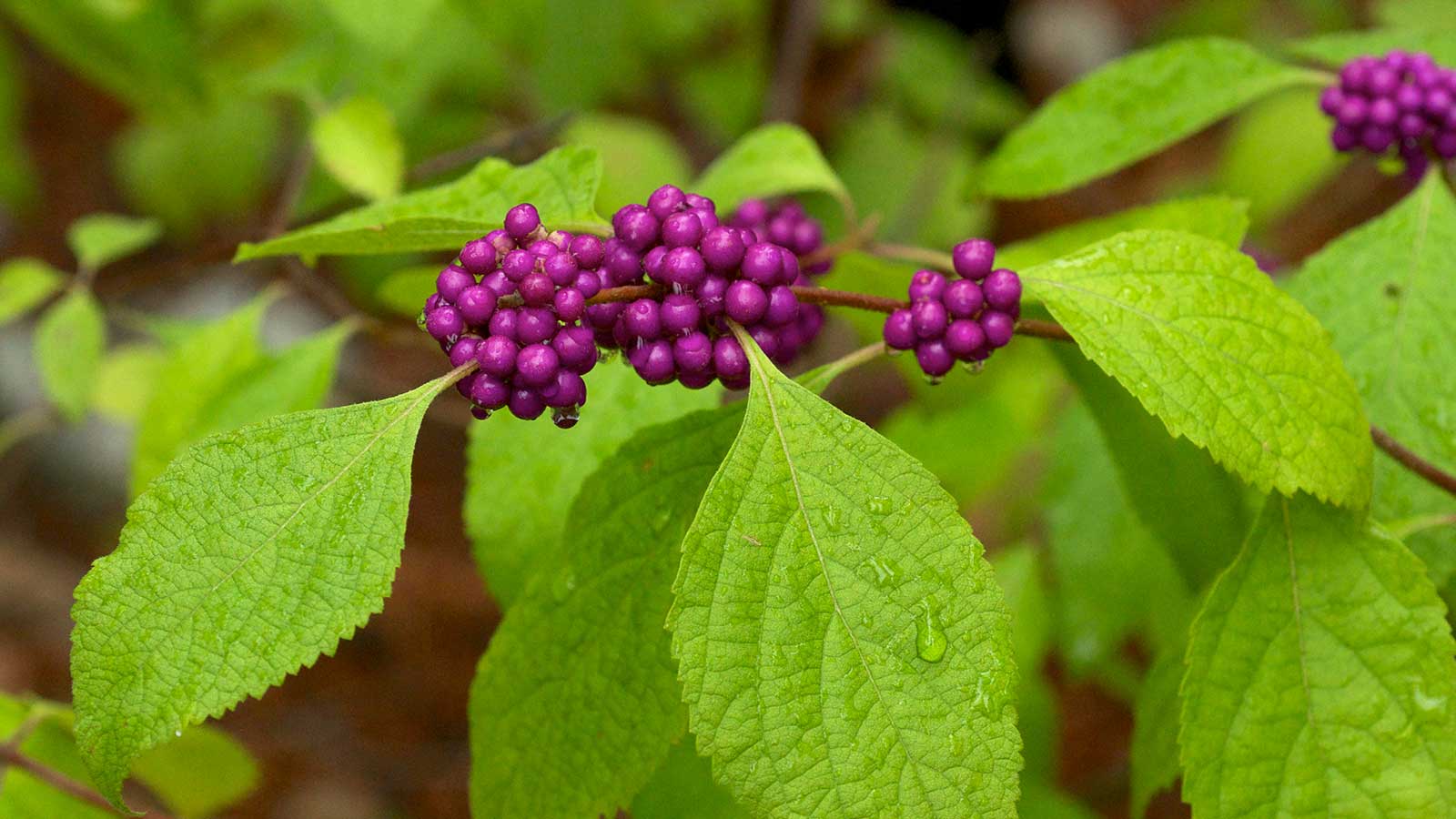10 Native Shrubs to Plant in Central North Carolina