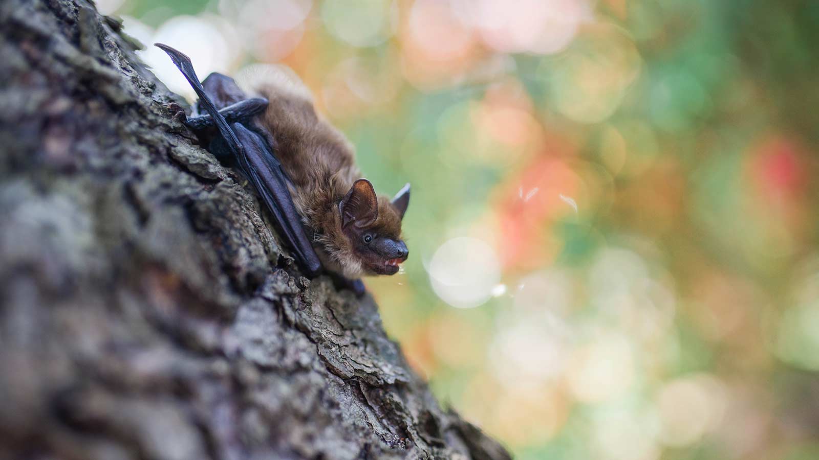 Bats are the Best (and, Unfortunately, They're Endangered)