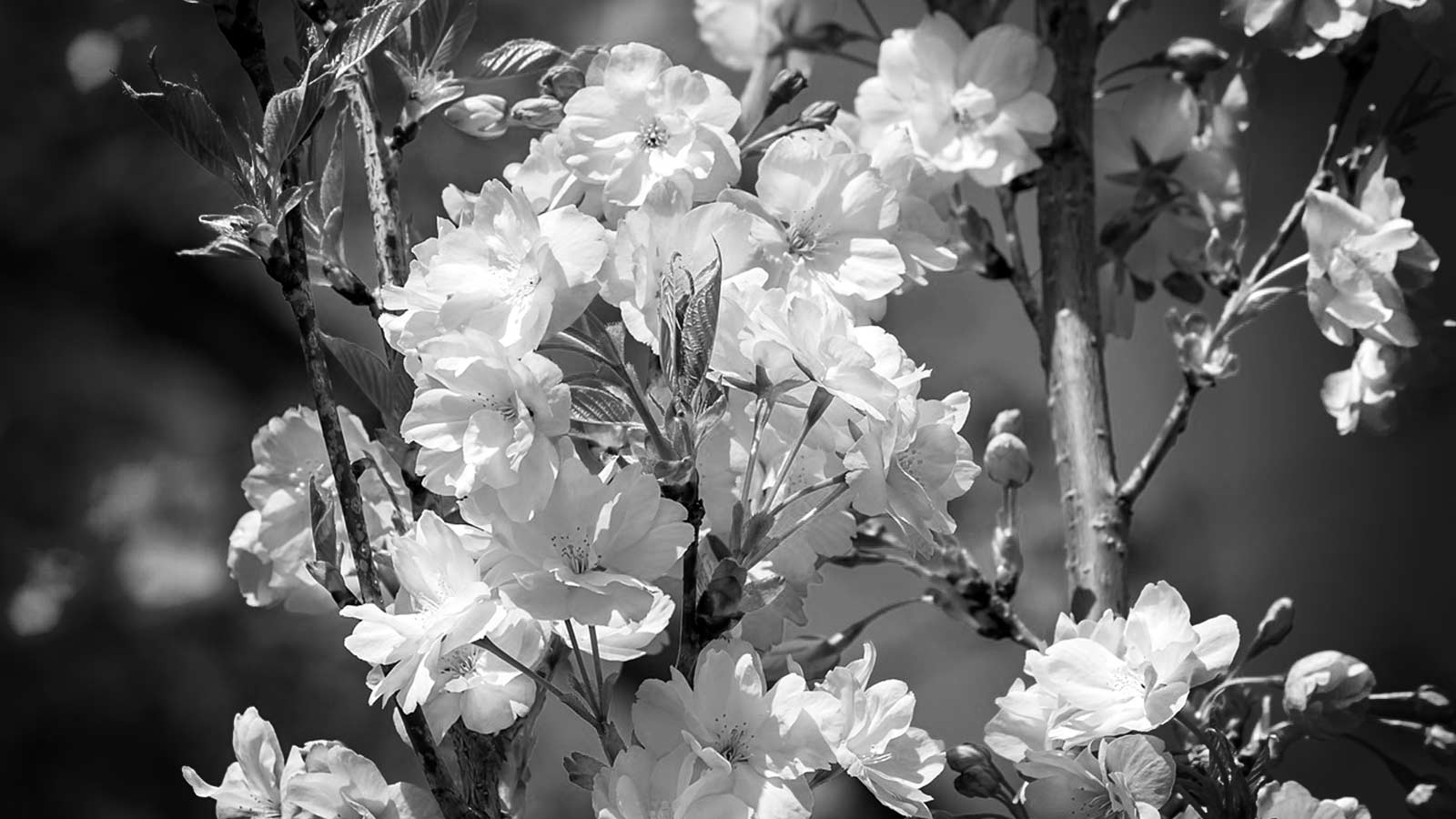 Drought Resistant Trees