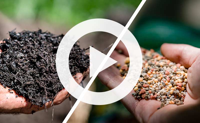 Video | Did you Know? The Secret to Fertilizing your Trees and Shrubs Without Using Chemicals.