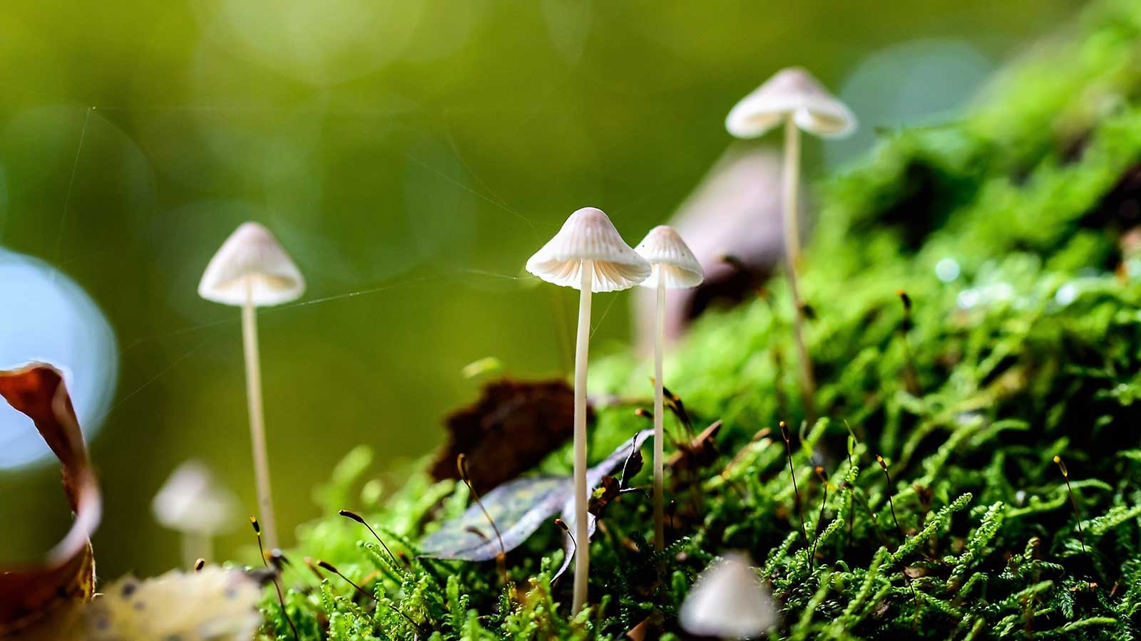 16 Fascinating Facts About Fungi