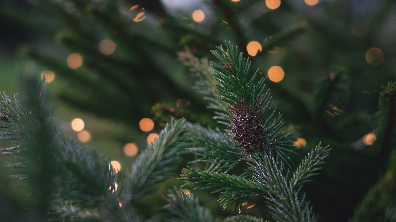 Holiday Gift Guide for That Special Tree in Your Life