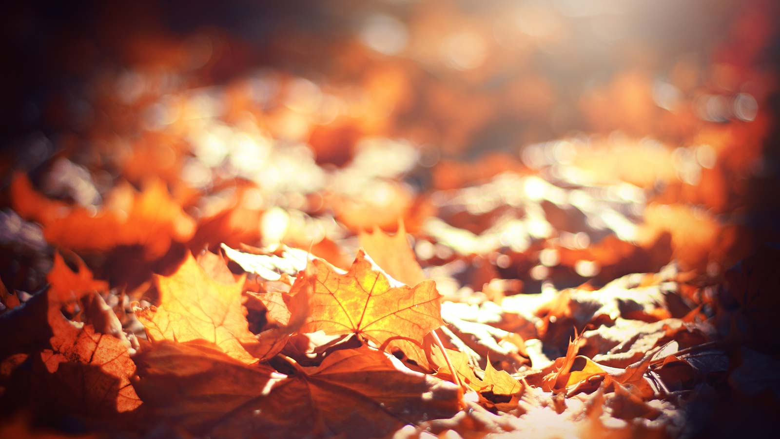 Save Time This Fall: Leave Your Leaves