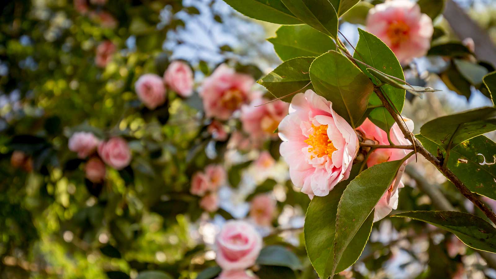 Right Tree, Right Place: What to Plant and Where to Plant it