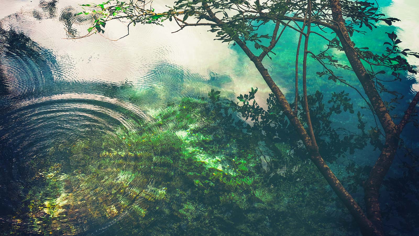 How To: The Fundamentals of Watering