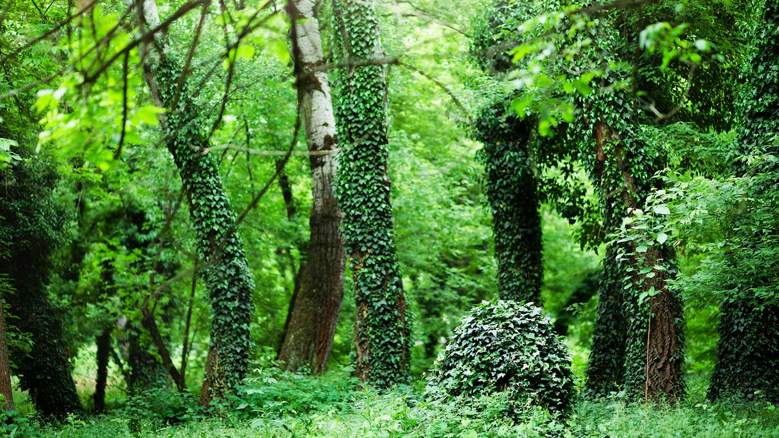 10 Invasive Plants to Watch Out for in Central North Carolina