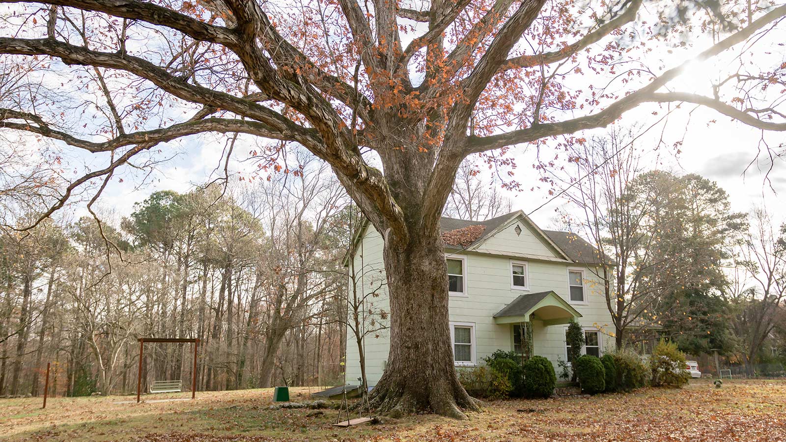 Think Your Tree Needs to Be Removed? 6 Reasons You Might Be Wrong