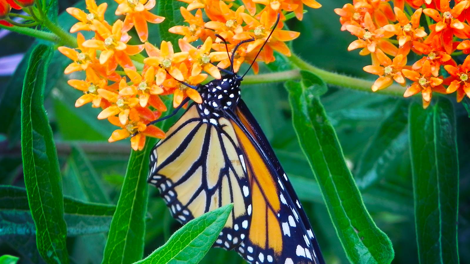 Help Save the Monarch Butterflies!