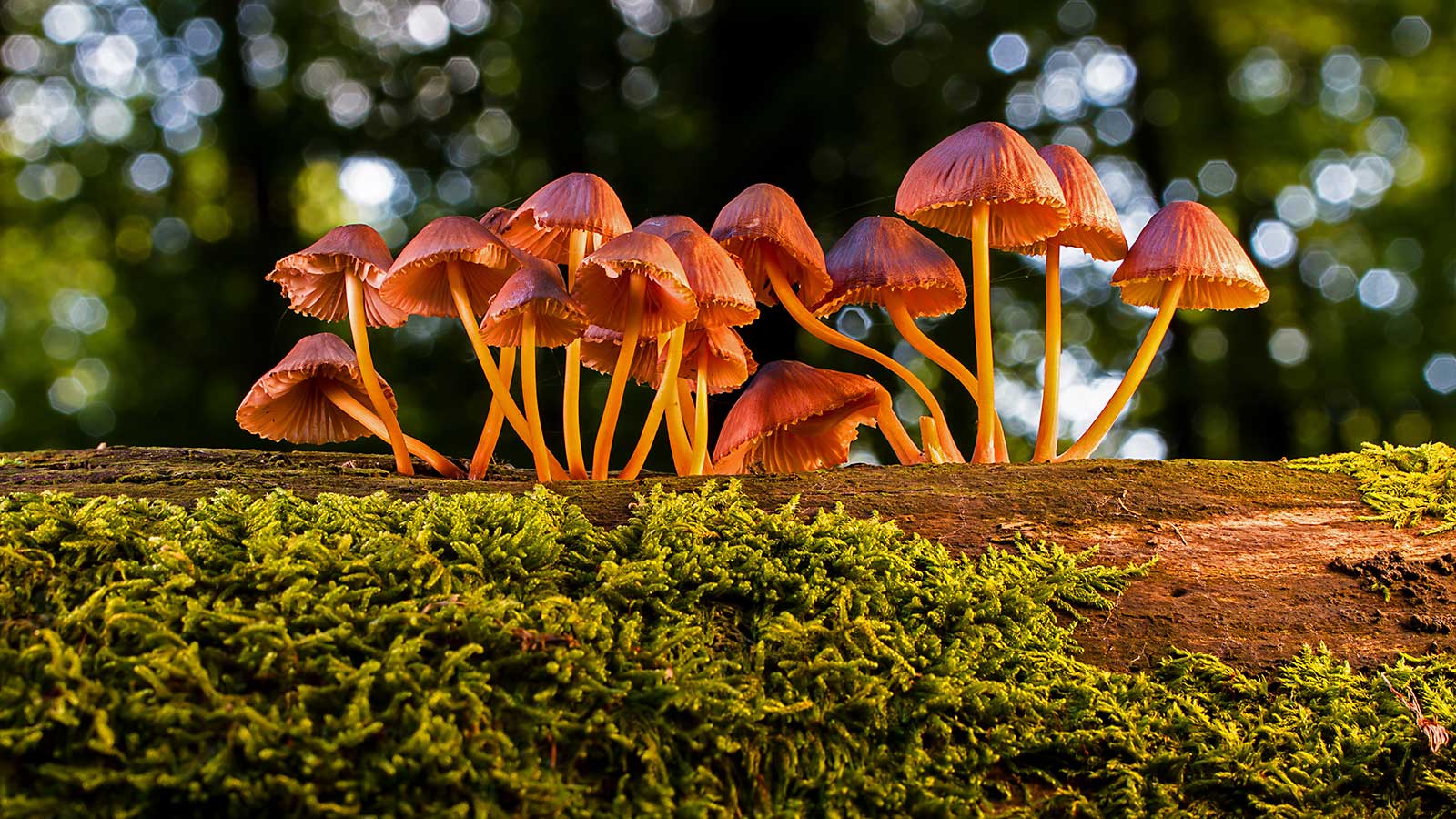 Mycorrhizal Fungi: The Unsung Heroes of Tree Care