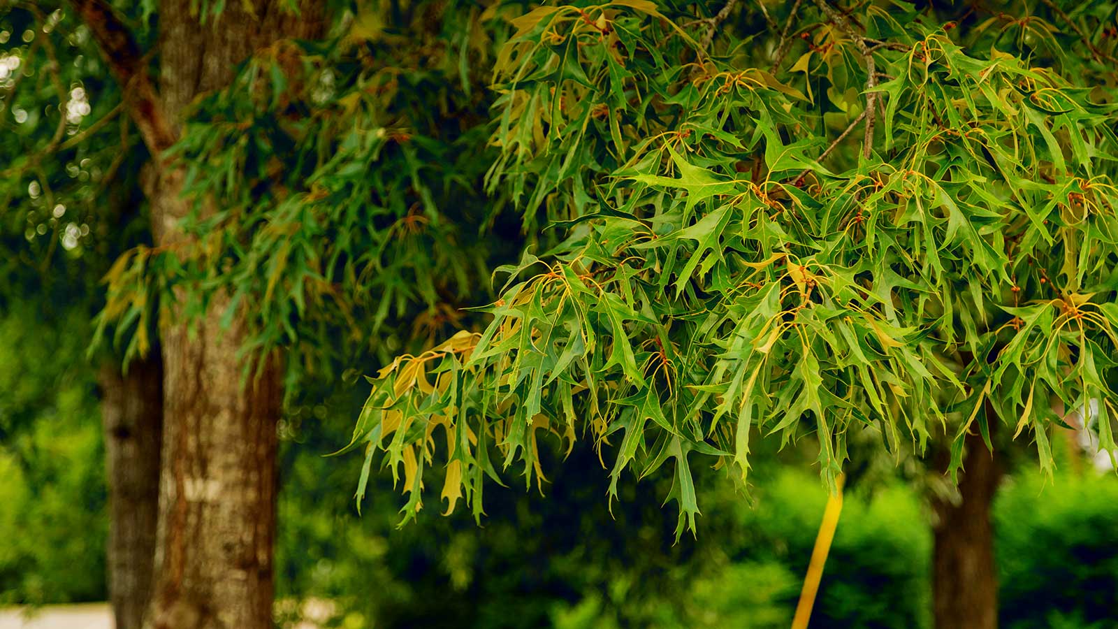 Healthy Eating Plate for Trees