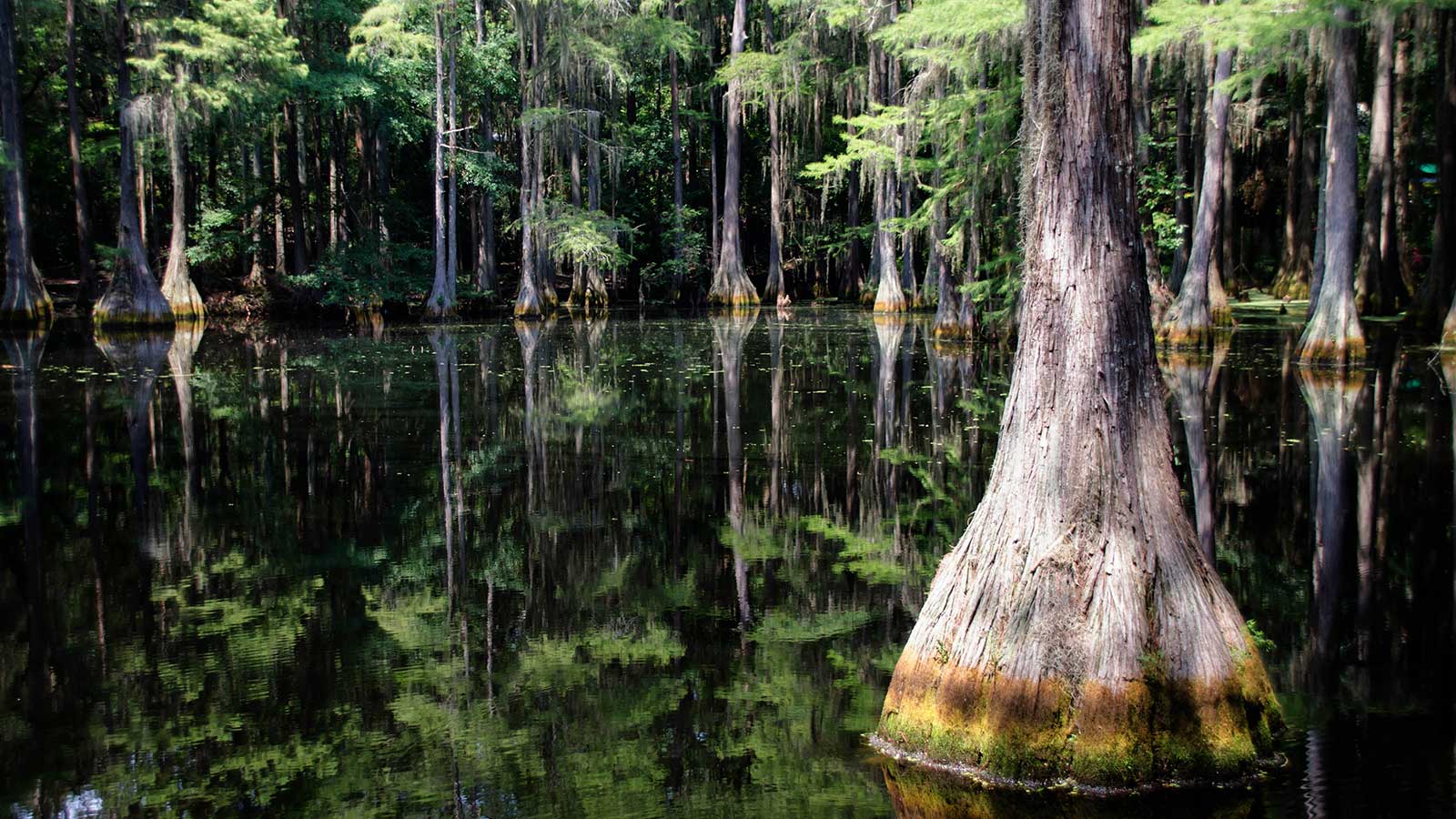 Sapling Stories: Bald Cypress