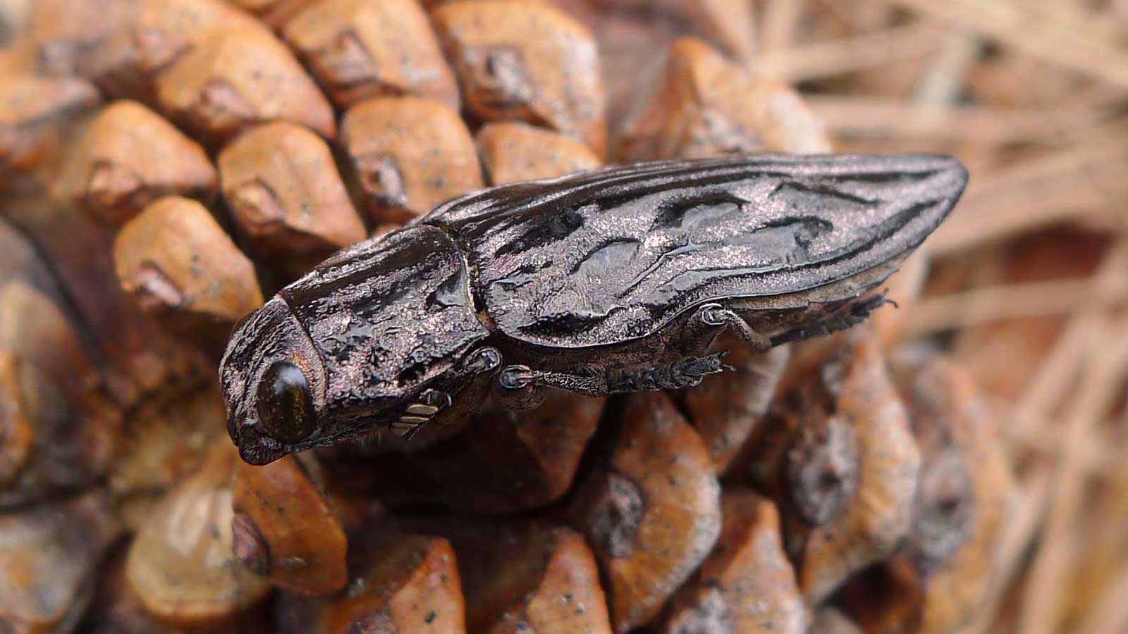 How to Spot a Pine Borer Infestation