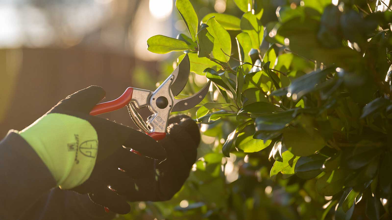 Still Using Hedge Trimmers? Hand Pruning is Better for Your Shrubs