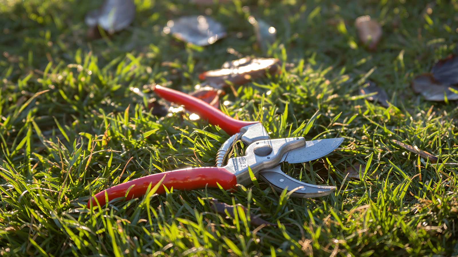 Checklist: Tools and Supplies for Hand Pruning Your Shrubs