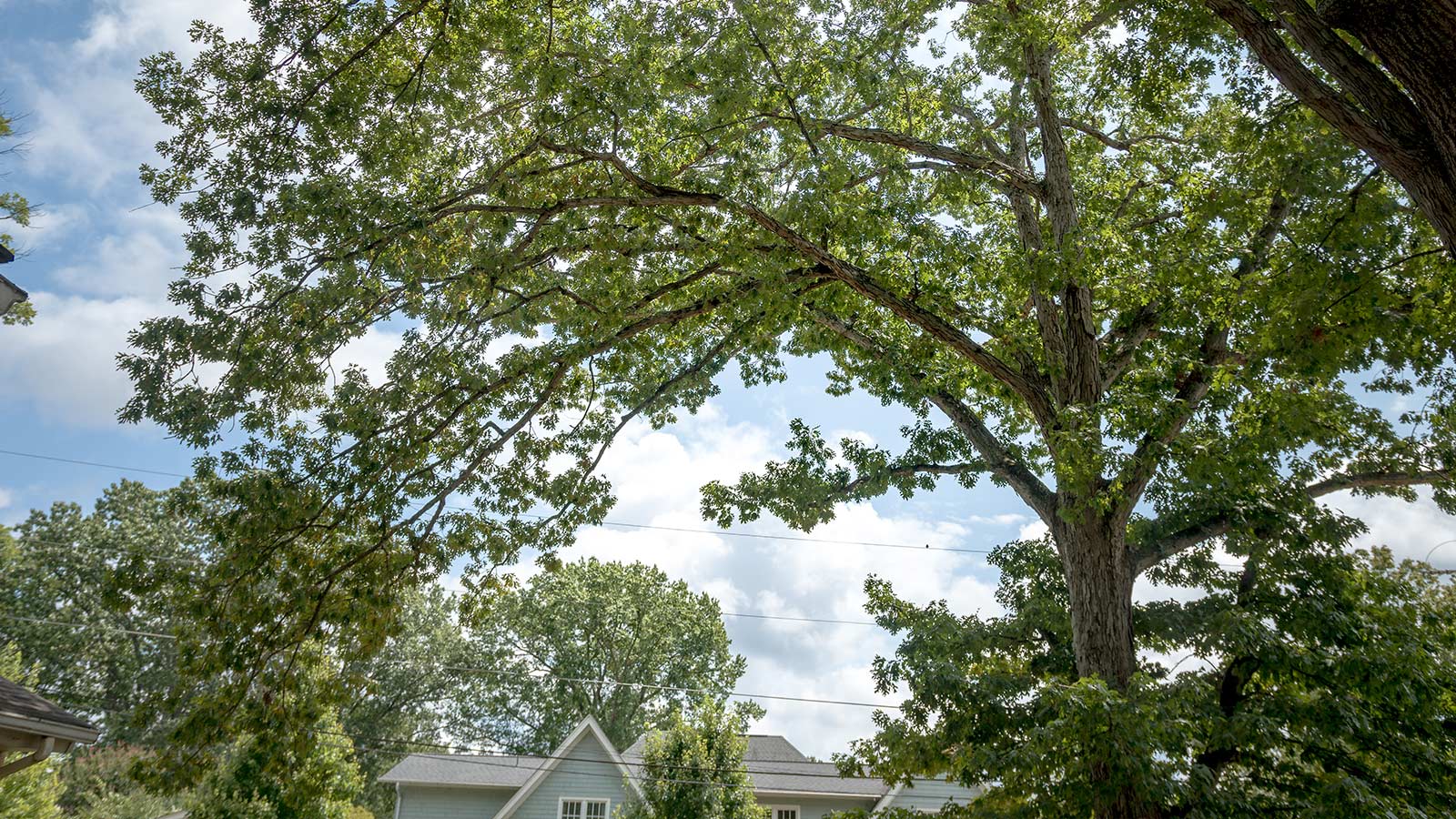 Safe and Sound: How Pruning Can Make Your Tree Strong