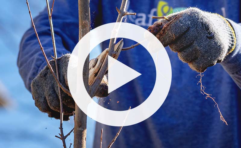 Video | Structure is Strength - How to Make your Trees More Safe Using Pruning.