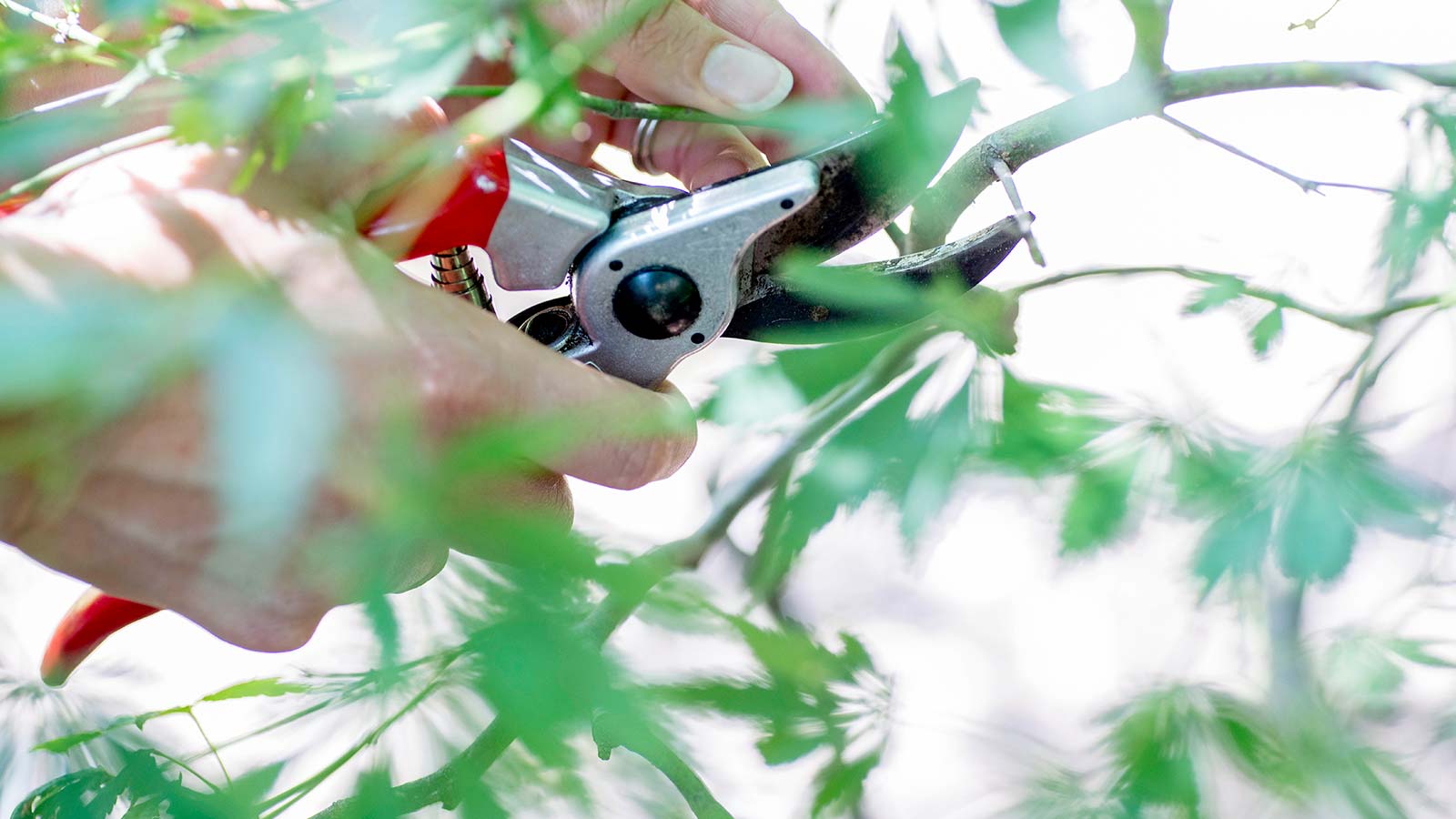 6 Pruning Mistakes to Avoid