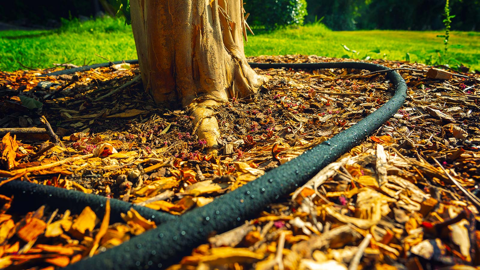 Soaker Hoses, Irrigation Systems, and Treegators, Oh My! 