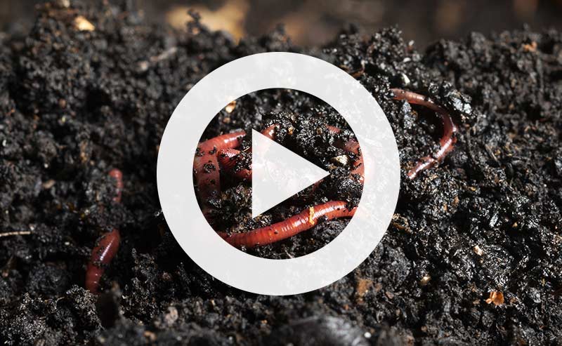 Video | Soil is Alive