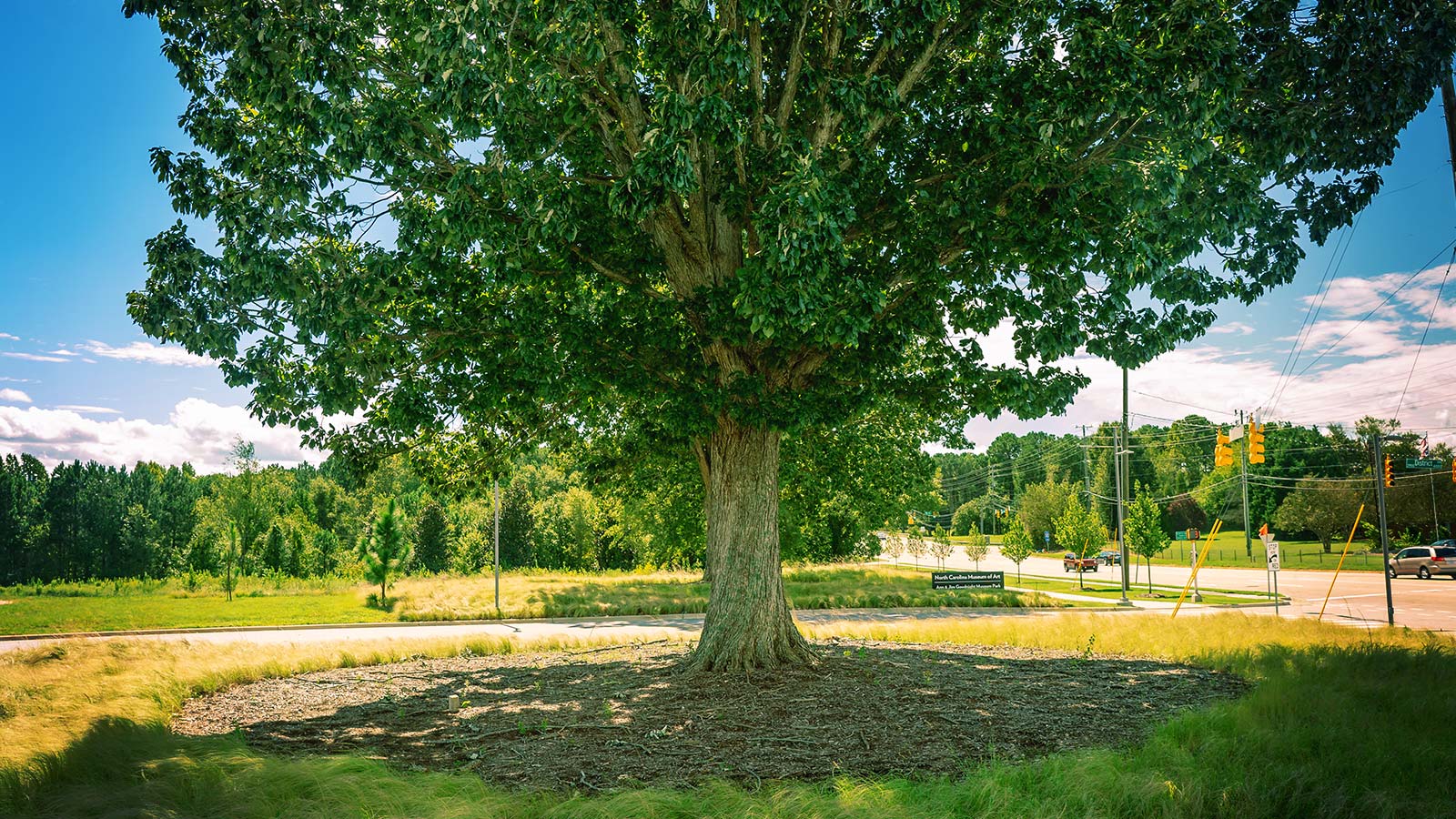 Video | The Fundamentals of Mulch: Proper Care, Installation, and Selection