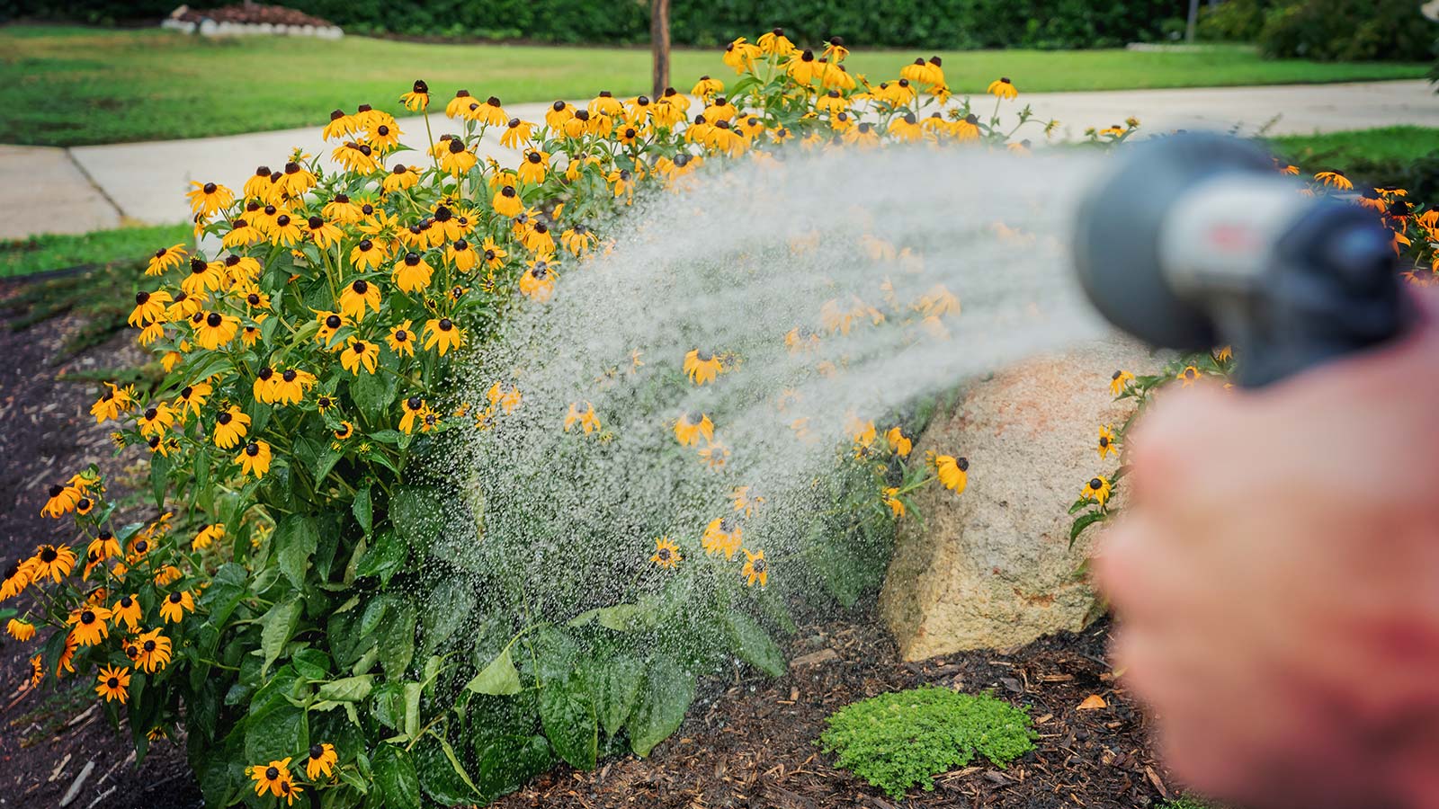 Video | How To: The Fundamentals Of Watering