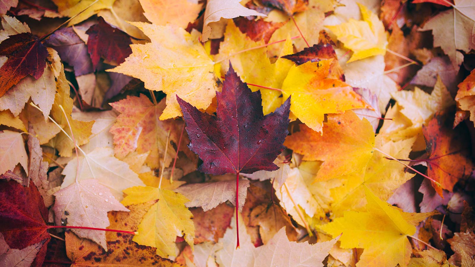 Drop that Rake! Why Leaving the Leaves is Vital to Your Trees' Health