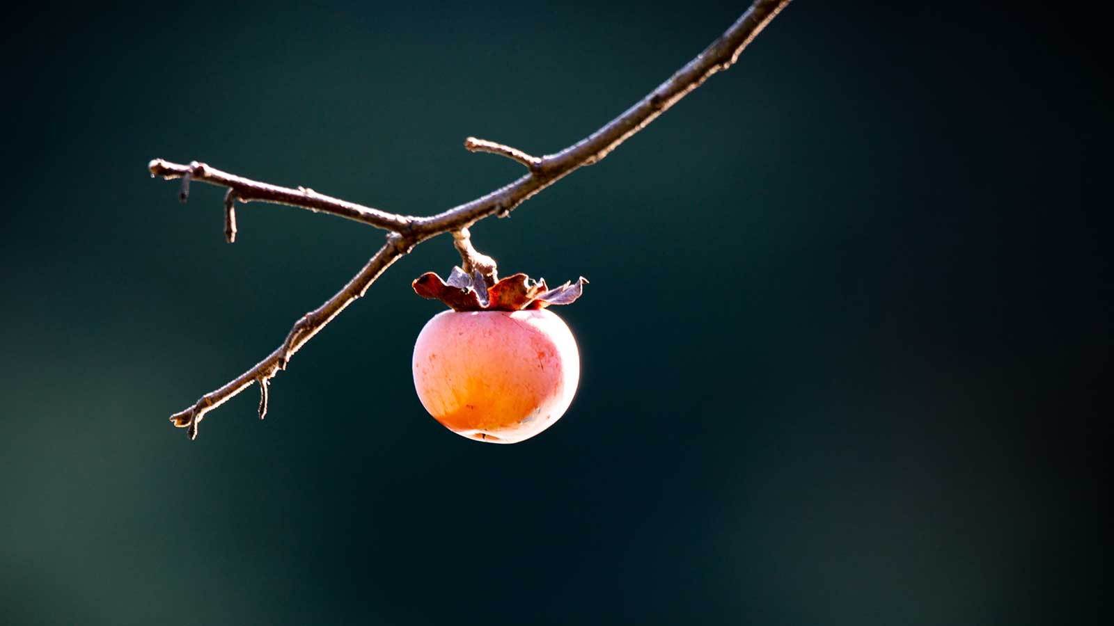 6 Reasons Why Planting A Native Tree Benefits the Environment and Our Local Ecosystem